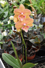 Carica l&#39;immagine nel visualizzatore Galleria, Phalaenopsis Phoenix
