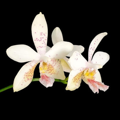 Phalaenopsis Tying Shin Fly Eagle × Phal. tetraspis 'C1'