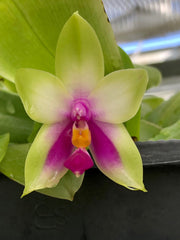 Phalaenopsis bellina 