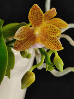 Load image into Gallery viewer, Phalaenopsis Jazz Man (mannii x javanica)
