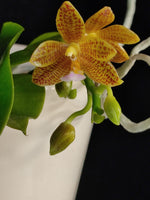 Load image into Gallery viewer, Phalaenopsis Jazz Man (mannii x javanica)
