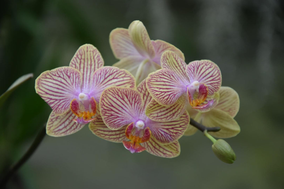 OFFERTA ORCHIDEE RICADENTI