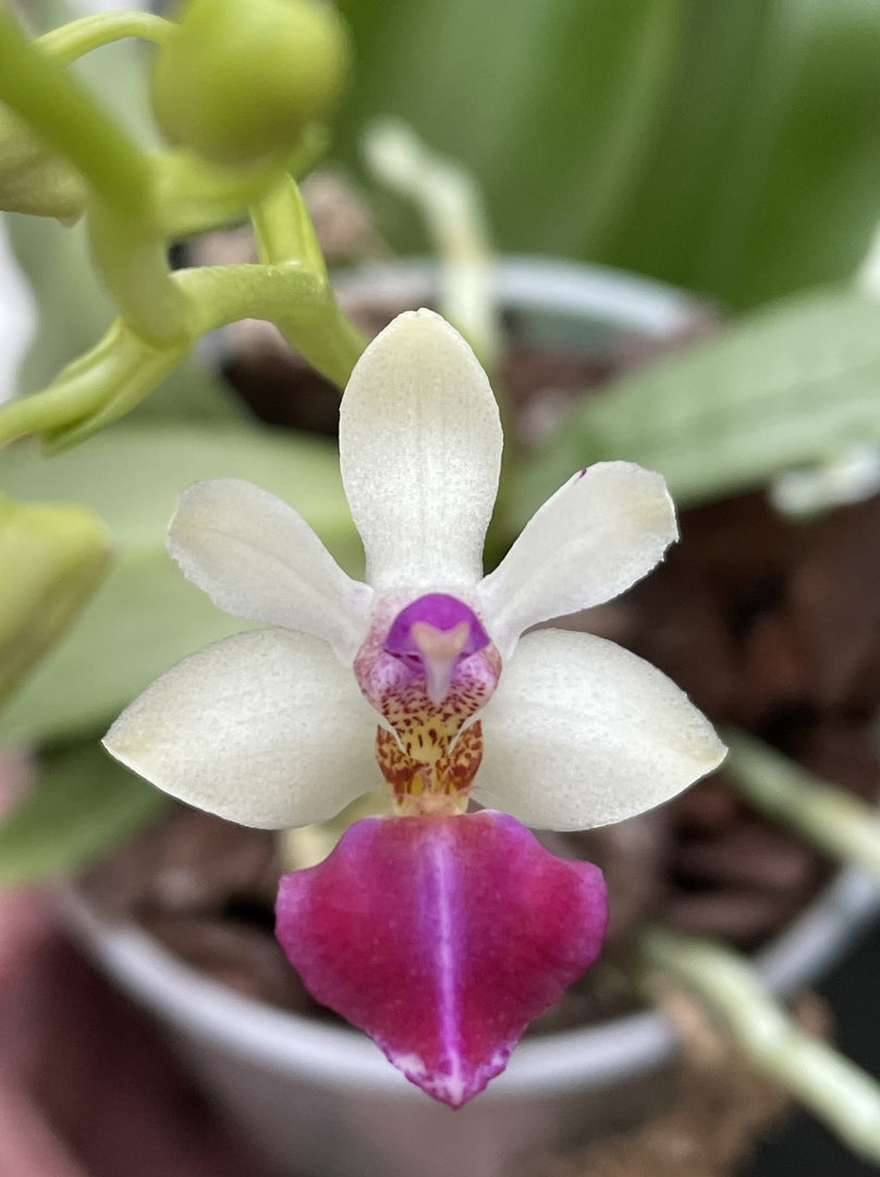 Phalaenopsis Anna Larati Soekardi x Phal. lobbies