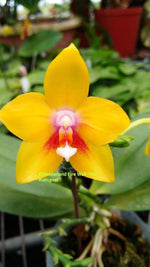 Load image into Gallery viewer, Phalaenopsis Meidarland Firewall (Phal. LD&#39;s Bear King x Meidarland Red Sun)
