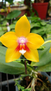 Phalaenopsis Meidarland Firewall (Phal. LD's Bear King x Meidarland Red Sun)
