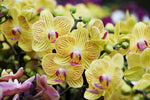 Carica l&#39;immagine nel visualizzatore Galleria, Phalaenopsis Mini Bright Yellow
