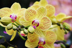 Carica l&#39;immagine nel visualizzatore Galleria, Phalaenopsis Mini Bright Yellow
