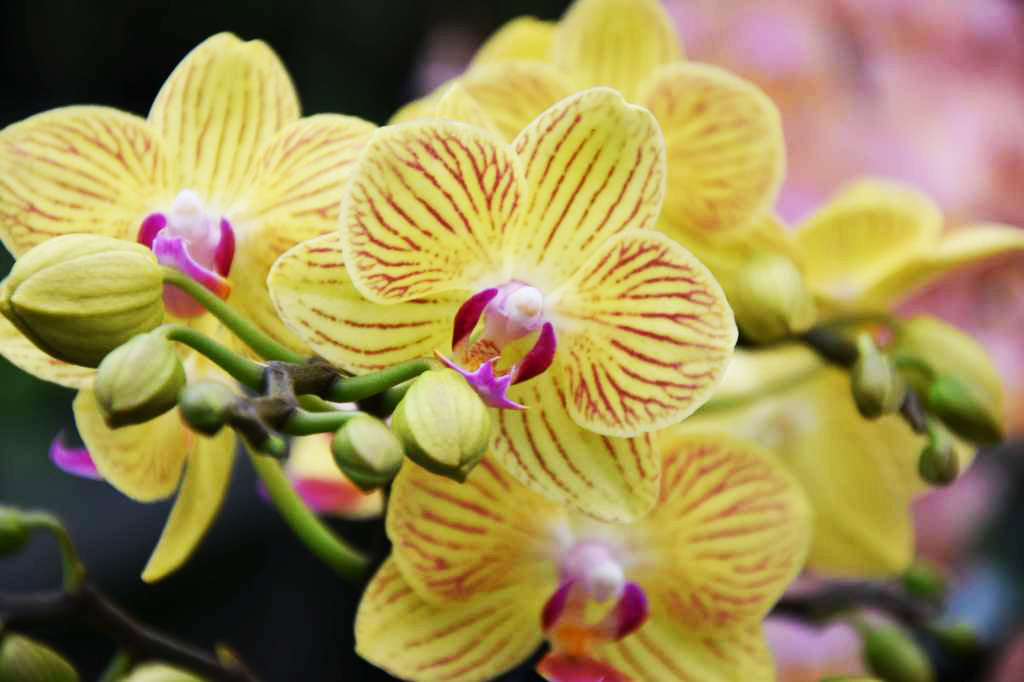 Phalaenopsis Mini Bright Yellow