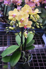 Carica l&#39;immagine nel visualizzatore Galleria, Phalaenopsis Mini Bright Yellow
