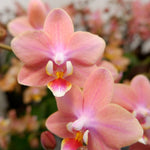 Carica l&#39;immagine nel visualizzatore Galleria, Phalaenopsis Odorion
