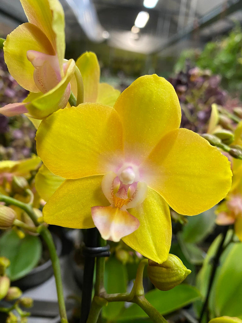 Phalaenopsis Saffron