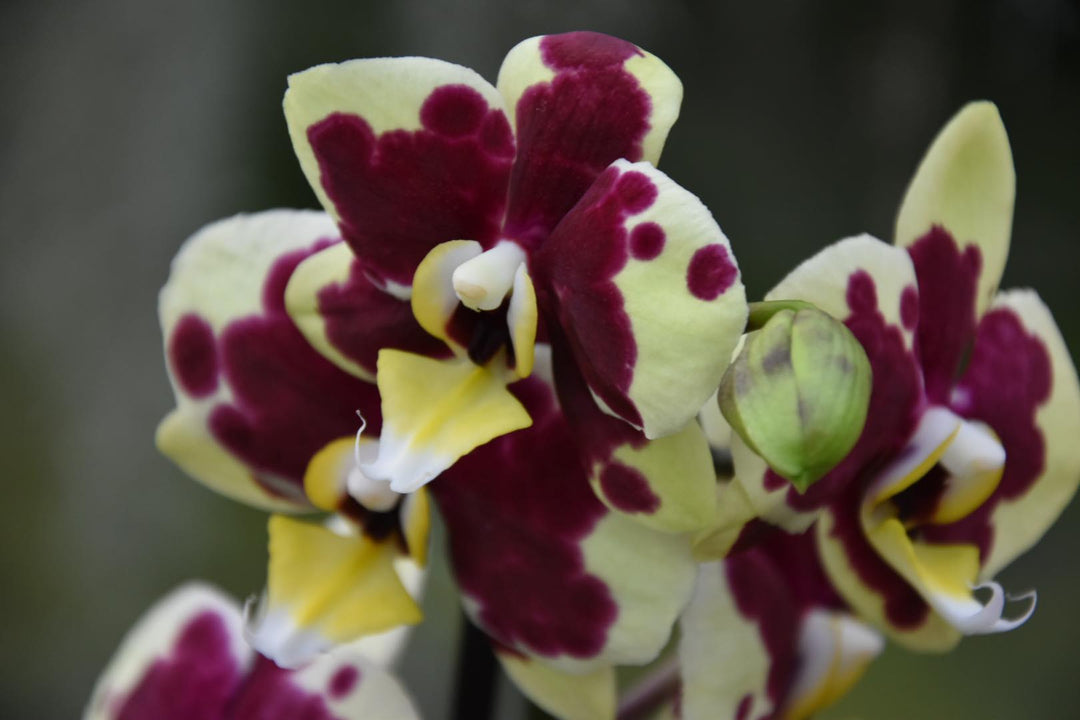 Phalaenopsis Yellow Cow