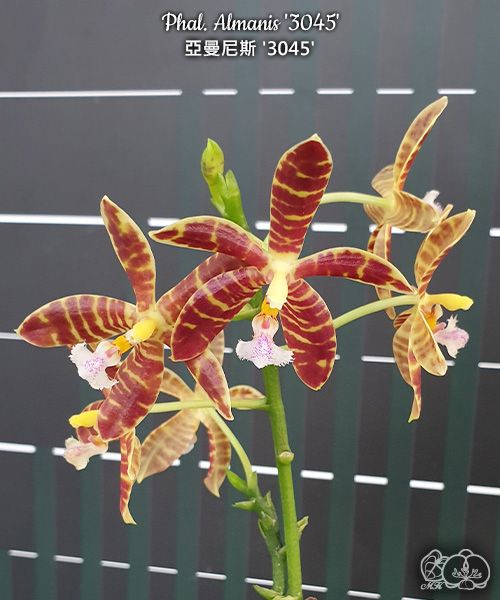 Phalaenopsis Almanis '3045' (= mannii × tetraspis)