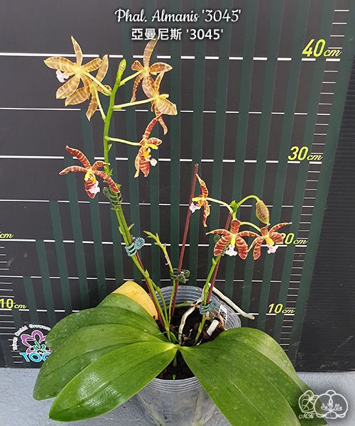 Phalaenopsis Almanis '3045' (= mannii × tetraspis)