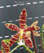 Carica l&#39;immagine nel visualizzatore Galleria, Phalaenopsis Almanis &#39;3045&#39; (= mannii × tetraspis)

