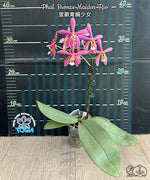 Carica l&#39;immagine nel visualizzatore Galleria, Phalaenopsis Bronze Maiden &#39;Rio&#39; (schilleriana x mannii &#39;Black&#39; )
