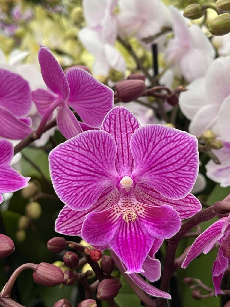 Phalaenopsis Cassiopea