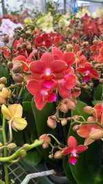 Carica l&#39;immagine nel visualizzatore Galleria, Phalaenopsis Charizard
