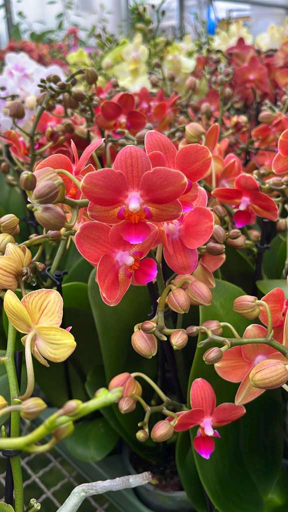 Phalaenopsis Charizard