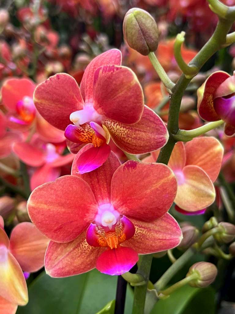 Phalaenopsis Charizard