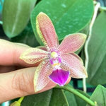 Carica l&#39;immagine nel visualizzatore Galleria, Phalaenopsis Chienlung Black Conch × Cornustris
