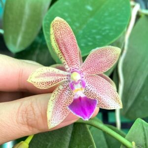 Phalaenopsis Chienlung Black Conch × Cornustris