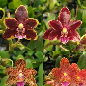 Phalaenopsis Chienlung Black Conch × Cornustris