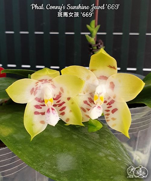 Phalaenopsis Conny's Sunshine Jewel '669'