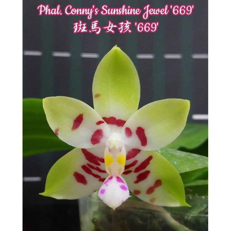 Phalaenopsis Conny's Sunshine Jewel '669'