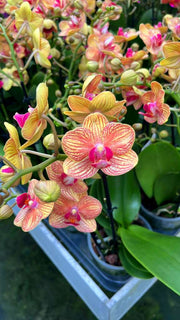 Phalaenopsis Grace's Skin