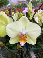 Carica l&#39;immagine nel visualizzatore Galleria, Phalaenopsis Green Apple
