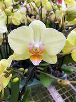 Carica l&#39;immagine nel visualizzatore Galleria, Phalaenopsis Green Apple
