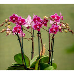 Carica l&#39;immagine nel visualizzatore Galleria, Phalaenopsis Chia E Yenlin (NON variegata)
