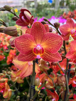 Carica l&#39;immagine nel visualizzatore Galleria, Phalaenopsis Jane Hudson
