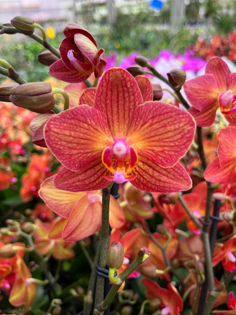 Phalaenopsis Jane Hudson