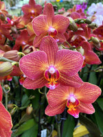Carica l&#39;immagine nel visualizzatore Galleria, Phalaenopsis Jane Hudson
