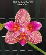 Load image into Gallery viewer, Phalaenopsis Joy Fairy Tale &#39;670&#39; (Phal. Ho&#39;s Princess Arai × Phal. Coral Isles)
