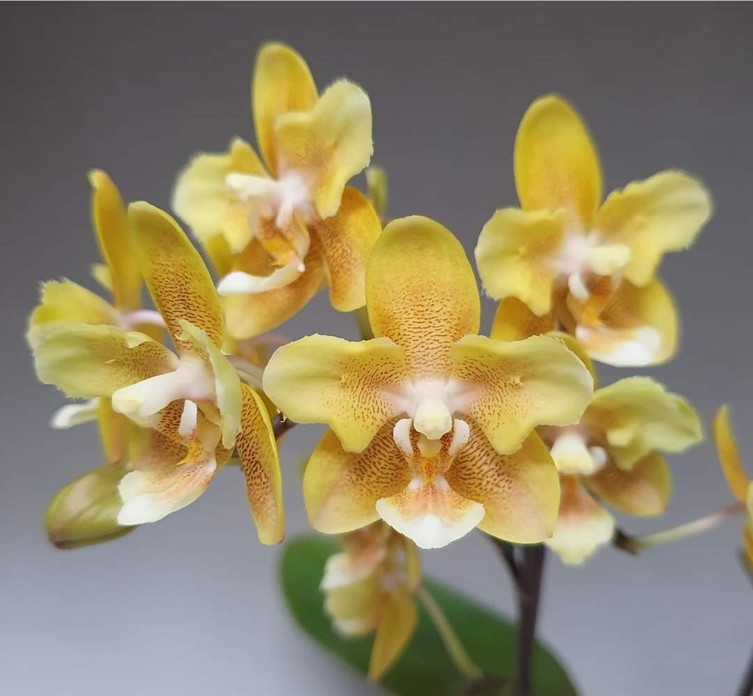 Phalaenopsis KS Balm 'Yellow Chocolate' (peloric - 2 eyes)
