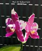 Carica l&#39;immagine nel visualizzatore Galleria, Phalaenopsis KS Redland Spots
