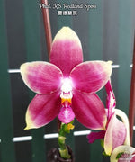 Carica l&#39;immagine nel visualizzatore Galleria, Phalaenopsis KS Redland Spots
