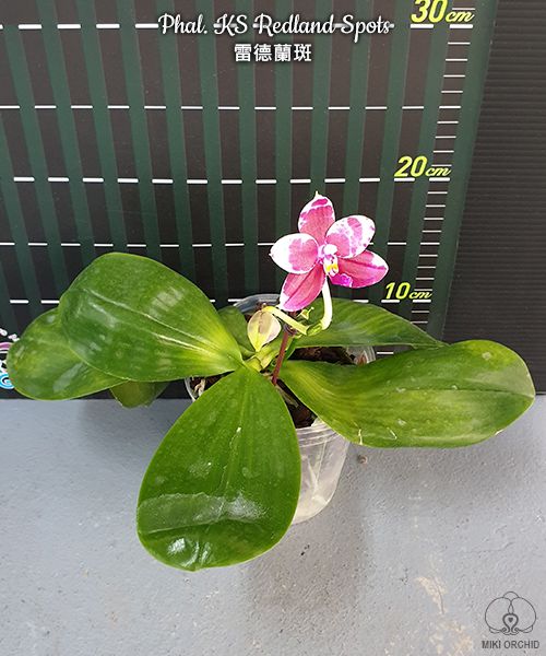 Phalaenopsis KS Redland Spots