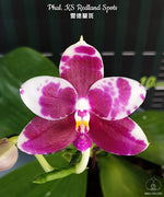 Carica l&#39;immagine nel visualizzatore Galleria, Phalaenopsis KS Redland Spots
