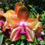 Carica l&#39;immagine nel visualizzatore Galleria, Phalaenopsis LD Giga King &#39;801&#39;
