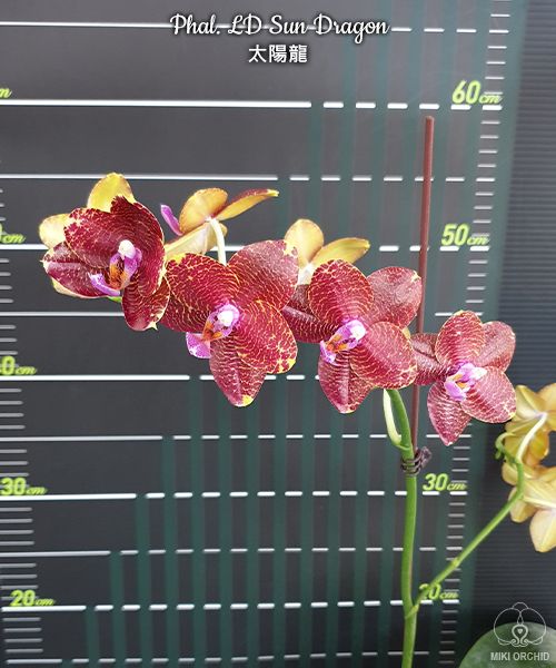 Phalaenopsis LD Sun Dragon