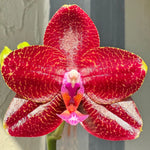 Carica l&#39;immagine nel visualizzatore Galleria, Phalaenopsis LD Sun Dragon
