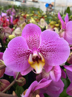 Carica l&#39;immagine nel visualizzatore Galleria, Phalaenopsis La Bohème
