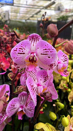 Carica l&#39;immagine nel visualizzatore Galleria, Phalaenopsis La Bohème
