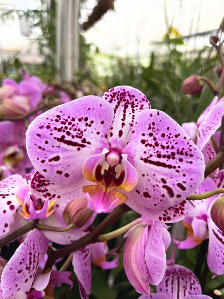 Phalaenopsis La Bohème