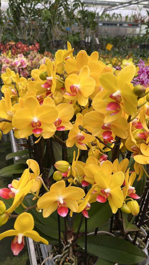 Phalaenopsis Lemon Curd