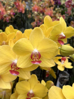 Carica l&#39;immagine nel visualizzatore Galleria, Phalaenopsis Lemon Curd
